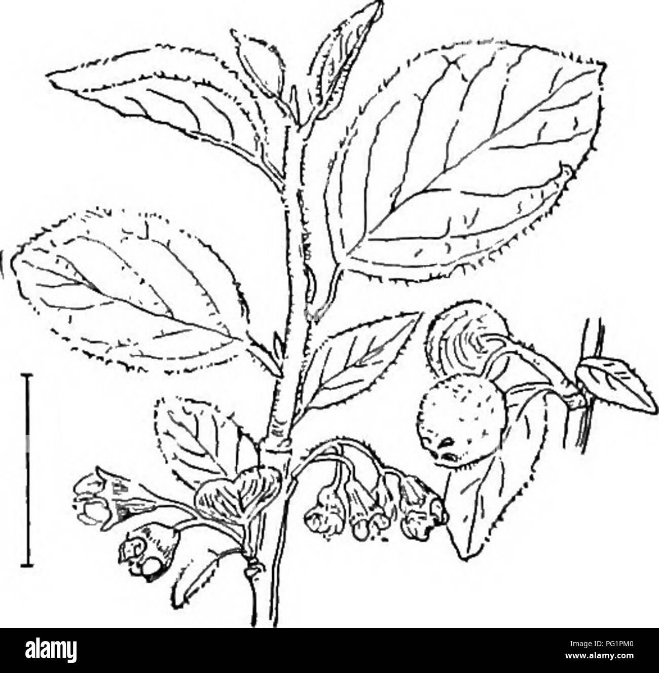 . Ornamental shrubs of the United States (hardy, cultivated). Shrubs. Fig. 270.—Eound-leaved Cotoneaster. ' Fig. 271. — Common Cotoneaster. Cotonedster. The Cotoneasters are low shrubs with alternate small entire-edged thick leaves usually white-hairy below. The flowers, usually clustered, are small, five-petalled, white or flesh-colored, in spring, sta-. Please note that these images are extracted from scanned page images that may have been digitally enhanced for readability - coloration and appearance of these illustrations may not perfectly resemble the original work.. Apgar, A. C. (Austin  Stock Photo