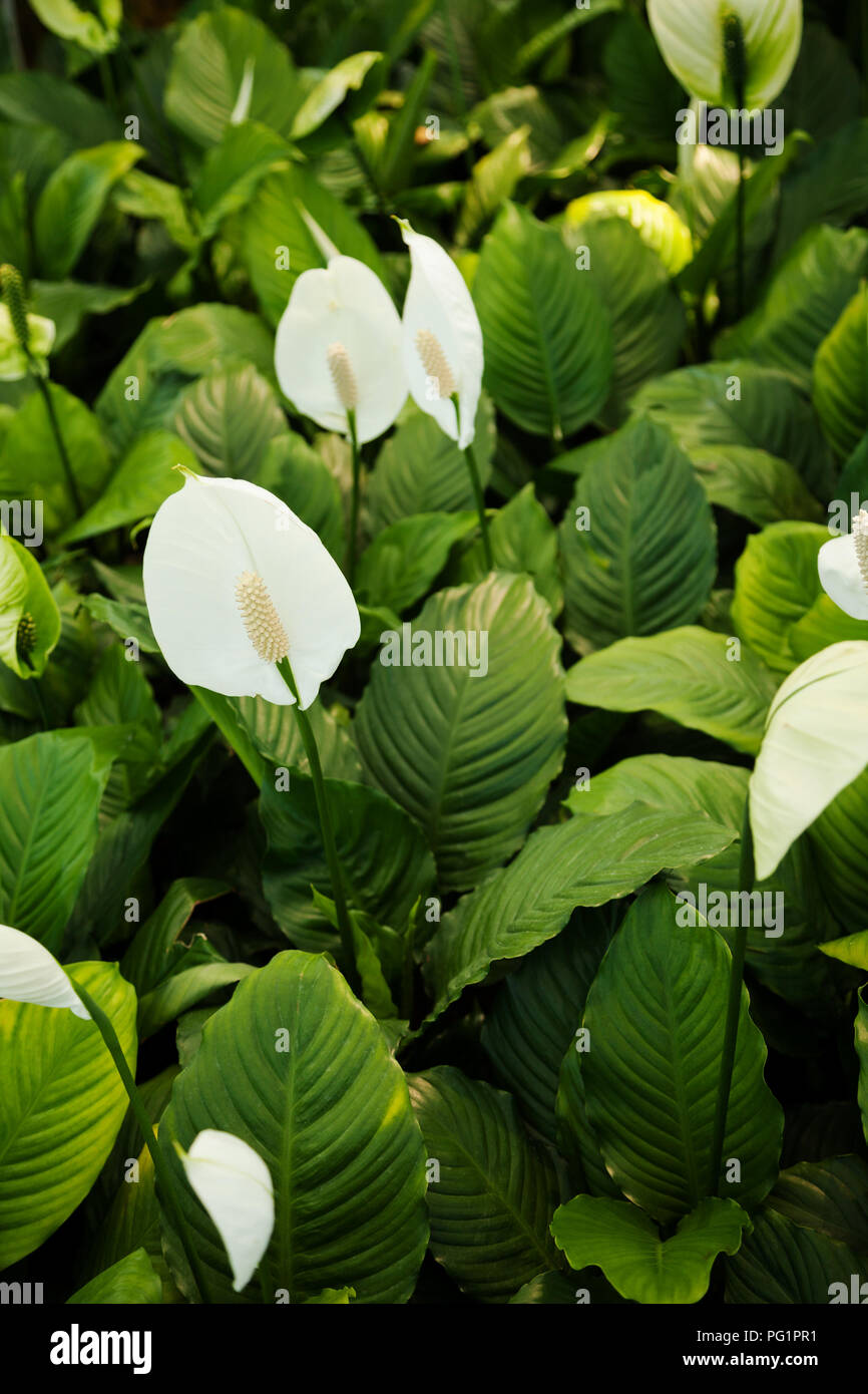 Many Spathiphyllum white flowers in green foliage. Spath plants in a garden saturated background Stock Photo
