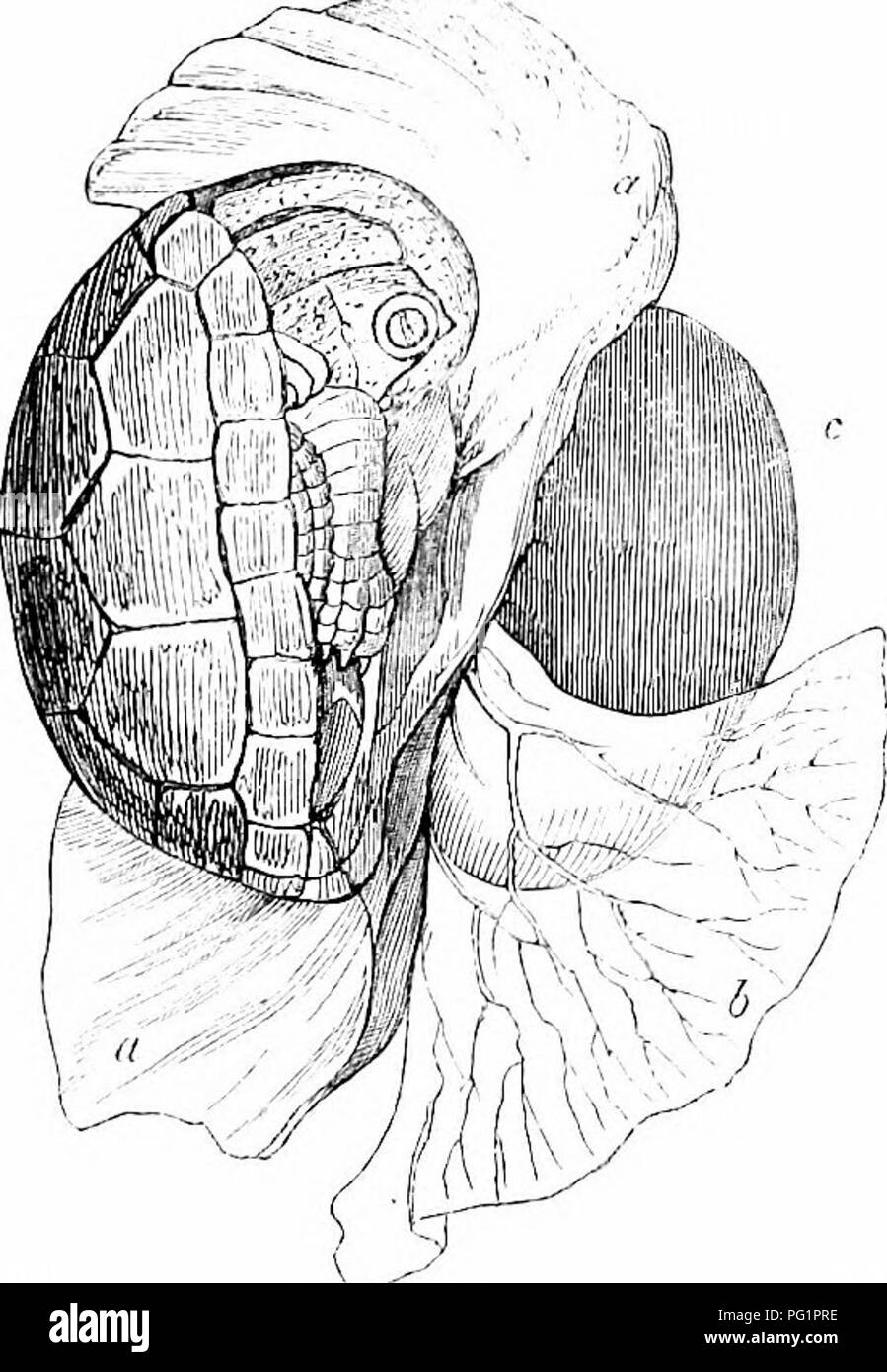 . On the anatomy of vertebrates. Vertebrates; Anatomy, Comparative; 1866. DEVELOPEMENT OF REPTILIA. 639 losa,' with the omphalo-mesenteric vessels ; b is part of the allantois with tlie aUantoic or ' umbilical' vessels, i. The outline of the cara- pace is just marked on the back of the embryo, and the proportion of the vertebral column not so moditied appears to be greater, as is its resemblance to the type-form of Reptile, than in the adult. The condition of the carapace and the outward form of a P'resh- Water Tortoise {Emys) is shown in figure 451. The amnios, a, is turned back to show the p Stock Photo