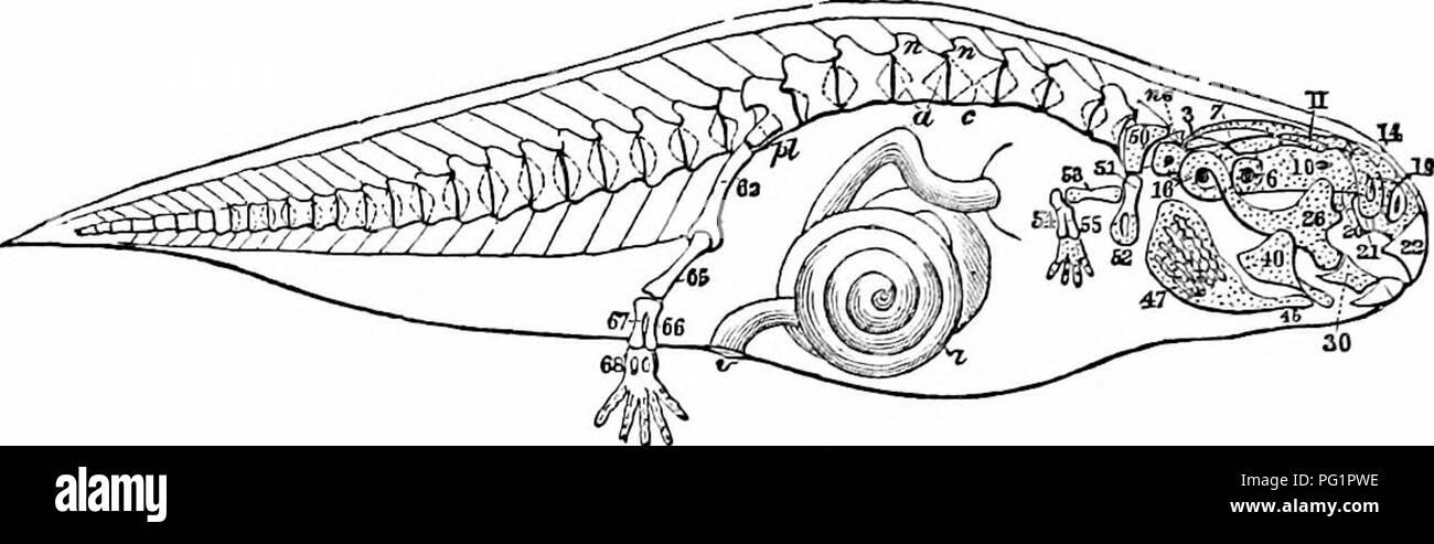 On the anatomy of vertebrates. Vertebrates; Anatomy, Comparative; 1866. 624  ANATOMY OF VEETEBEATES. contiiivies to be the seat of progressing  developement, and coil after coil of intestine is formed between the