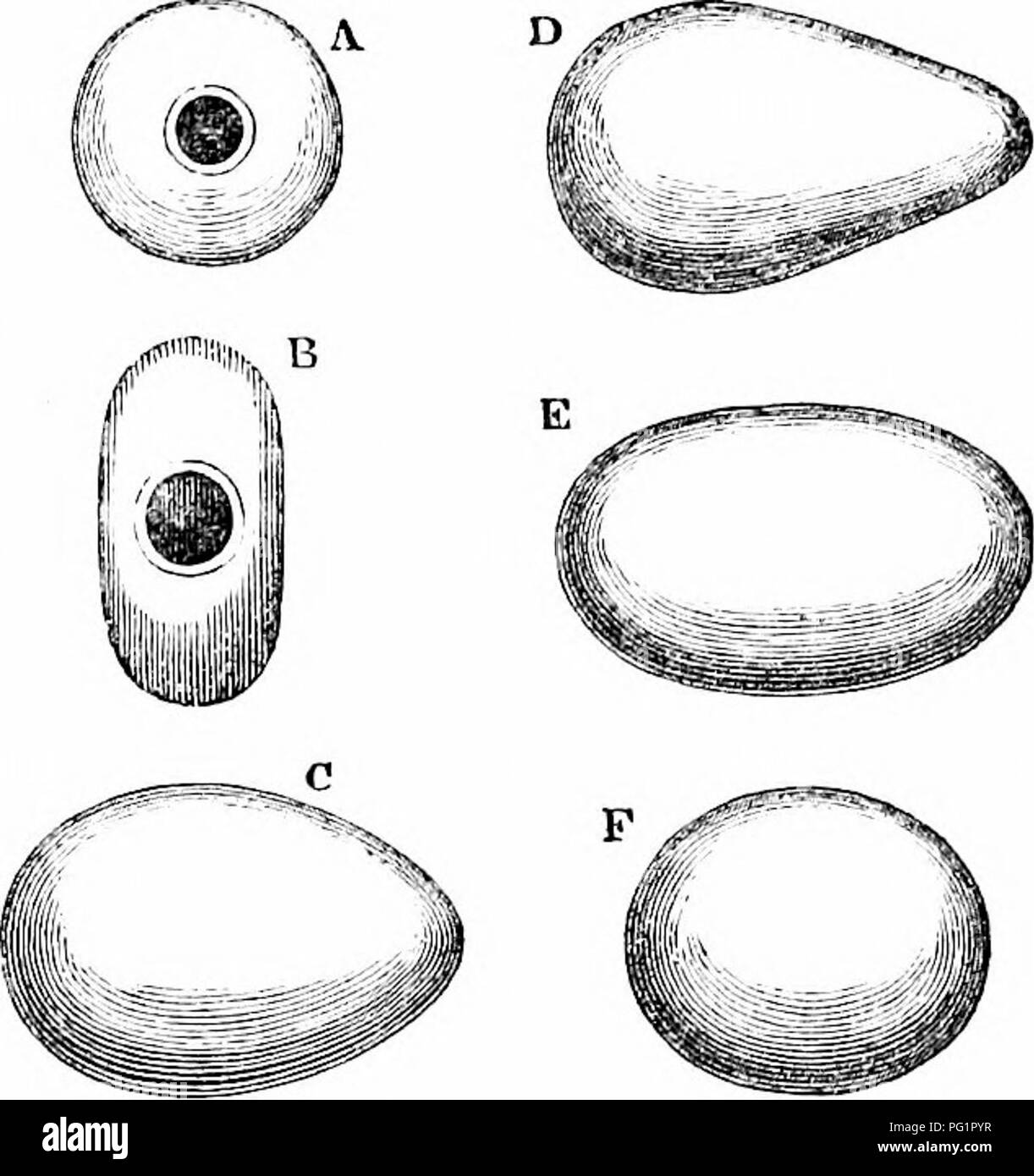 . On the anatomy of vertebrates. Vertebrates; Anatomy, Comparative; 1866. FECUNDATION IN FISHES. 5!j9 420. The structure and foi-mation of the ovum in scaled and scuted Reptiles are essentially the same as in the cartilaginous Fishes. Tlie germ-cell, with a single nucleus, is first formed in a delicate OA'isac imbedded in the stroma of a solid ovarium. A yolk of large size is added, of which the greater jDart consists of large non-nucleated oil-vesi- cles, and the smaller part of the vitelline granules and cells with a granulated nu- cleus ; these originally sur- round the germ-cell, then indi Stock Photo