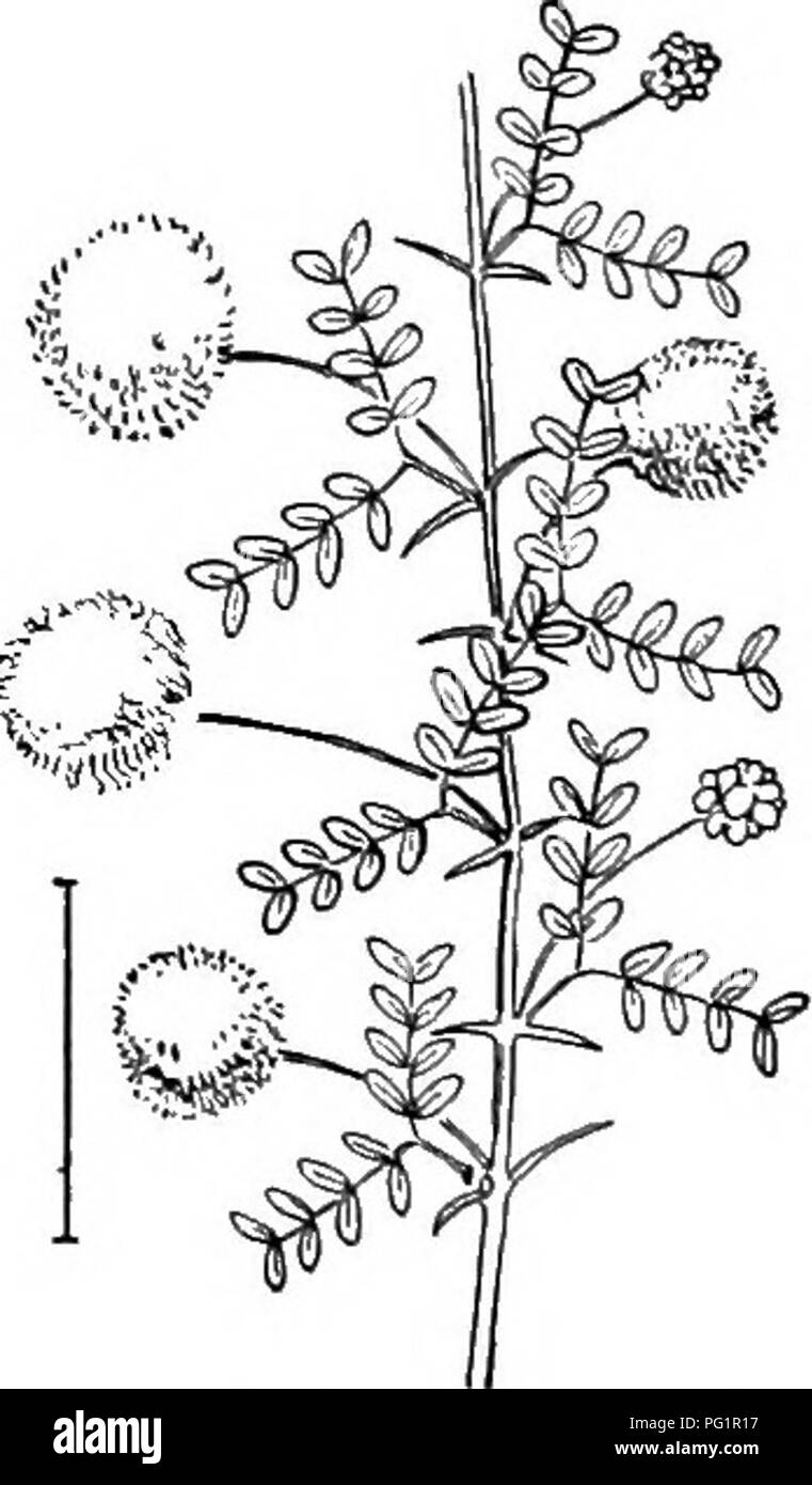 Wattle shrub Black and White Stock Photos & Images - Alamy