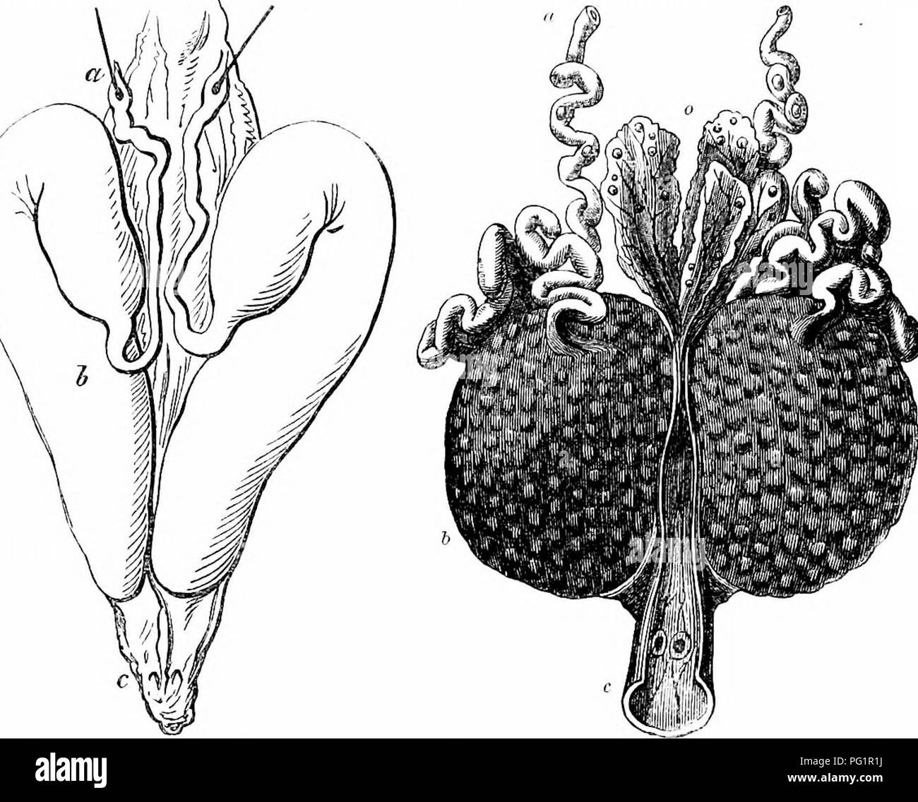 Image showcasing This comparative anatomical study from 1866 examines the female ...