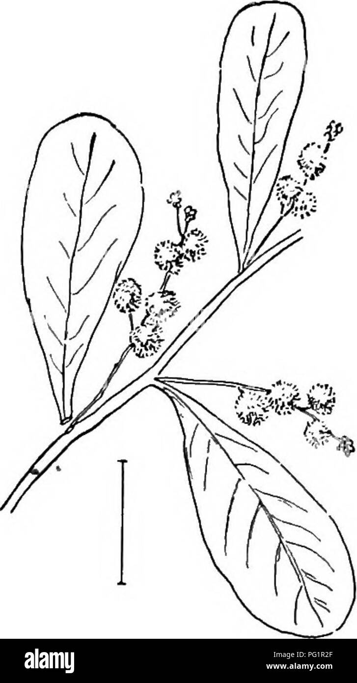 Spatulate Leaf Examples Get Images