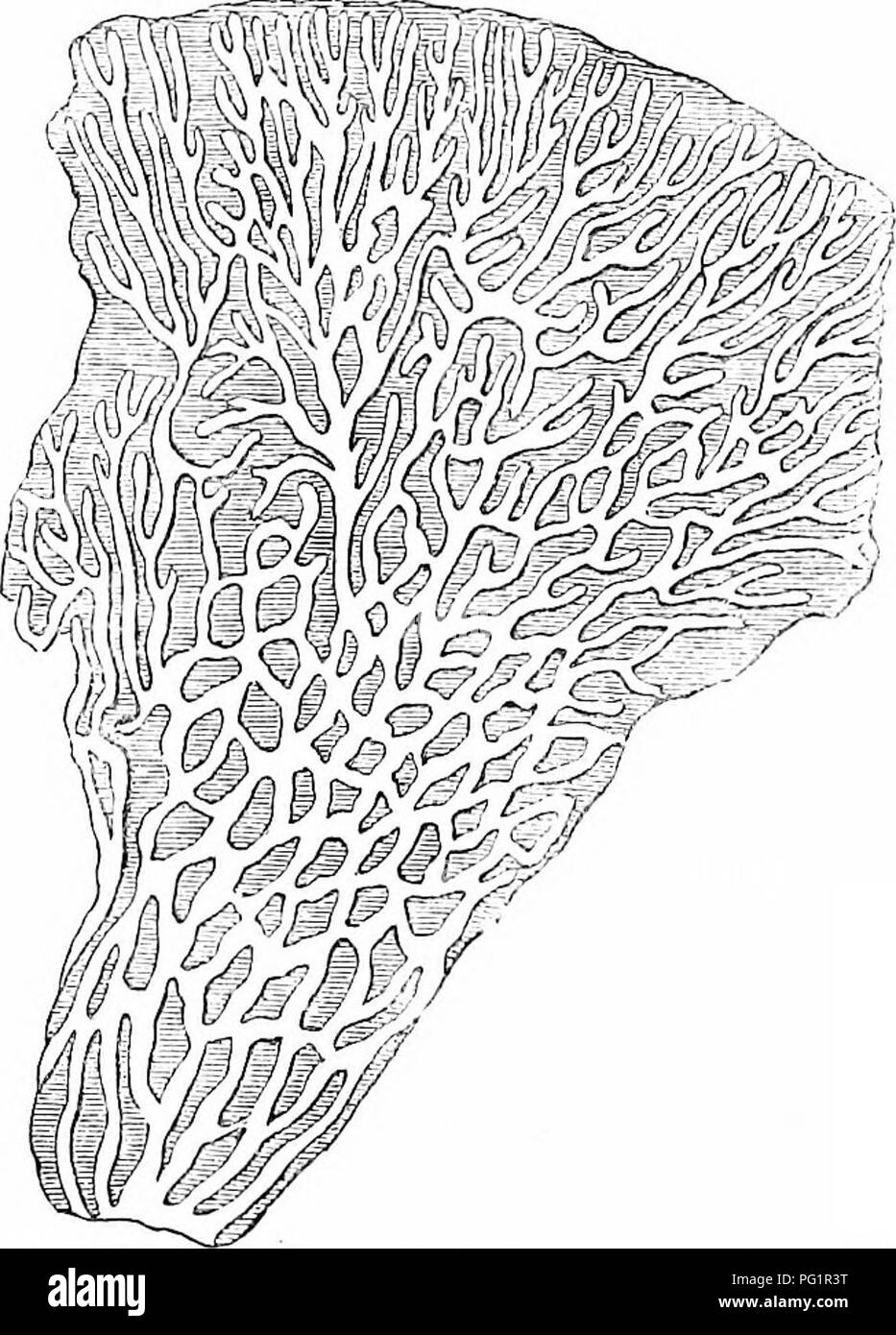 This work on vertebrate anatomy provides in-depth comparative studies ...