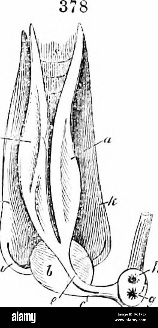 This anatomical study details the male organs of fish, focusing on the ...