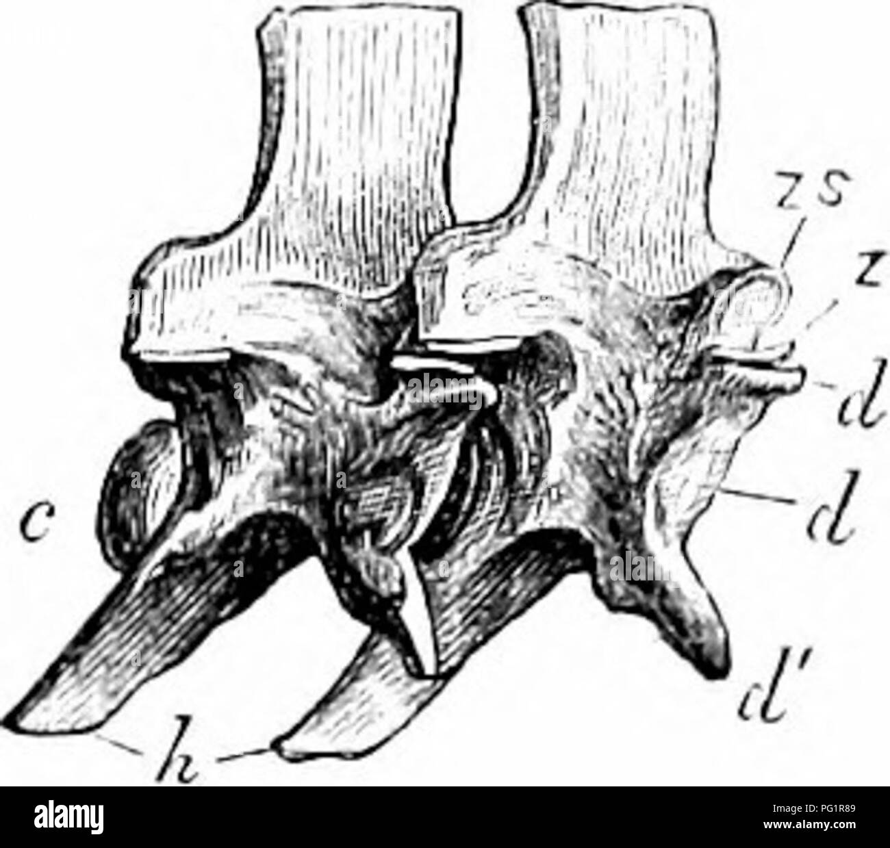 This work focuses on the comparative anatomy of vertebrates, exploring ...