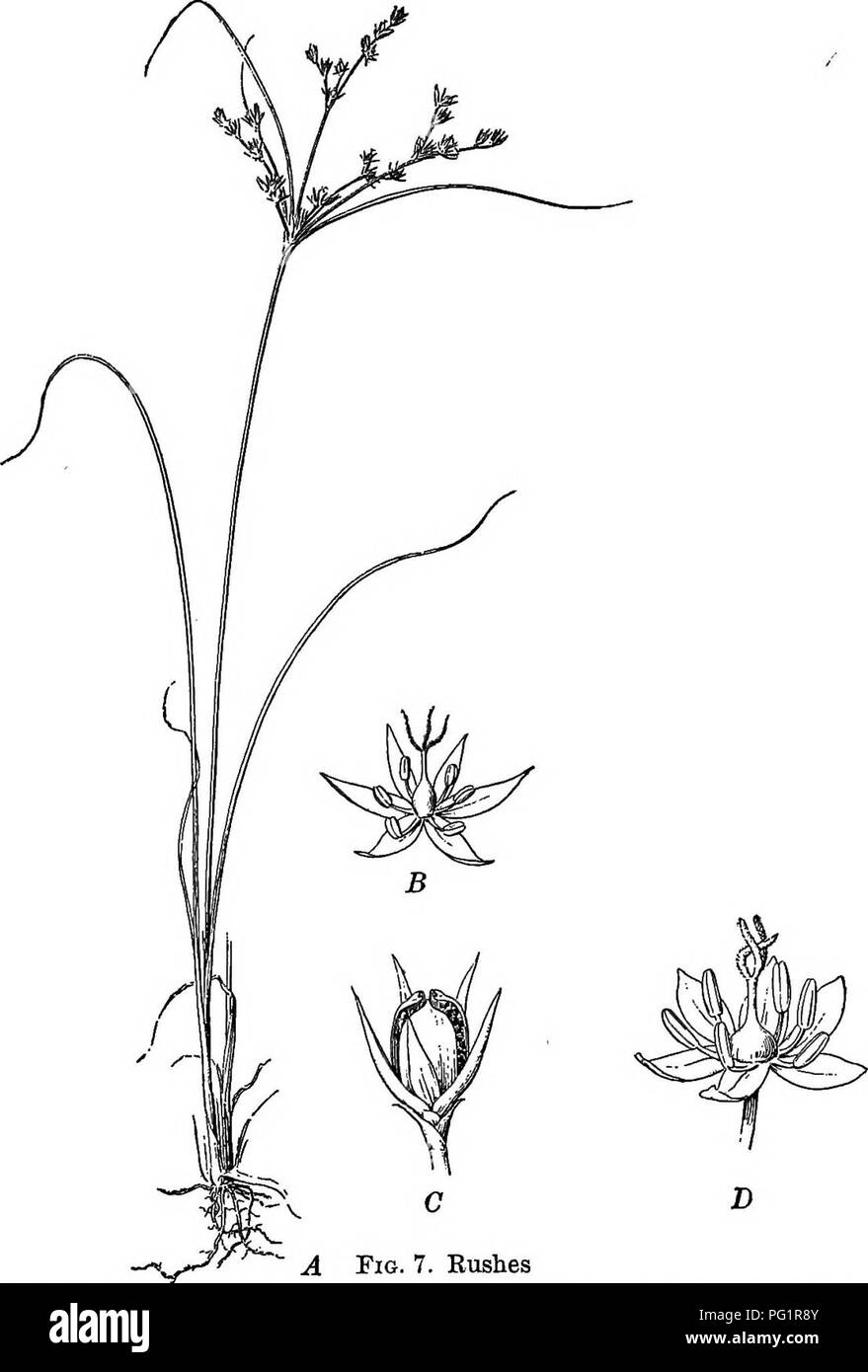 . Key and flora : northern and central states . Botany. RUSH FAMILY 29. Fig. 7. Rushes A, plant of Juncus tenuis, one half natural size; B, flower of same, magnified; C, fruit magnified; I), flower of wood rush (Luzula), magnified. (D, after Warming). Please note that these images are extracted from scanned page images that may have been digitally enhanced for readability - coloration and appearance of these illustrations may not perfectly resemble the original work.. Bergen, Joseph Y. (Joseph Young), 1851-1917. Boston : Ginn Stock Photo