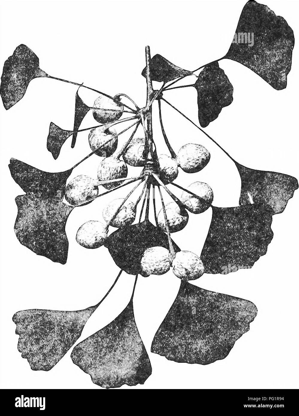 . Morphology of gymnosperms. Gymnosperms; Plant morphology. 196 MORPHOLOGY OF GYMNOSPERMS material, and especially taking into account numerous abnormal cases, came to the conclusion that the stalk is a shoot usually bearing two rudimentary carpels (megasporophylls) which are represented. Fig. 223.—Ginkgo biloba: part of a long branch bearing dwarf branches with ovulate strobih.—After Coulter (54). by the two collars. The abnormal cases may be summed up as foUov/s: ovules on more or less modified foliage leaves; intergrades from nor- mal collars to blades bearing ovules; distinctly stalked ovu Stock Photo