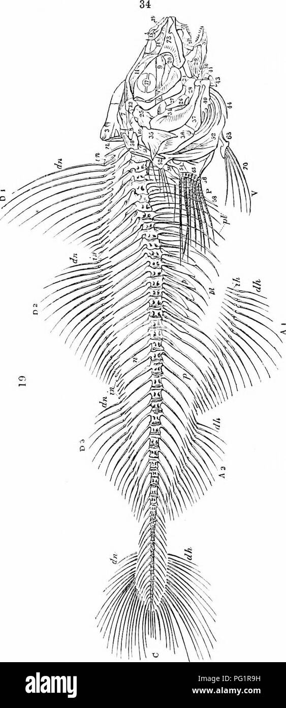 . On the anatomy of vertebrates. Vertebrates; Anatomy, Comparative; 1866. 40 ANATOMY OF VERTEBRATES. developed. The interlocking process of the anterior vertebra dis- appears as the true inferior transverse process is increased. The side of the neural arch is perforated for the nerve, and that of the heemal arch for the blood-vessel. The anterior abdominal vertebrae of the Tetrodon are firmly clamped to- gether by the para- pophyses. A vegetative same- ness of form 2^revails in fishes throughout the vertebral column of the trunk, fig. 34, which is made up of only two kinds of ver- tebra;, char Stock Photo