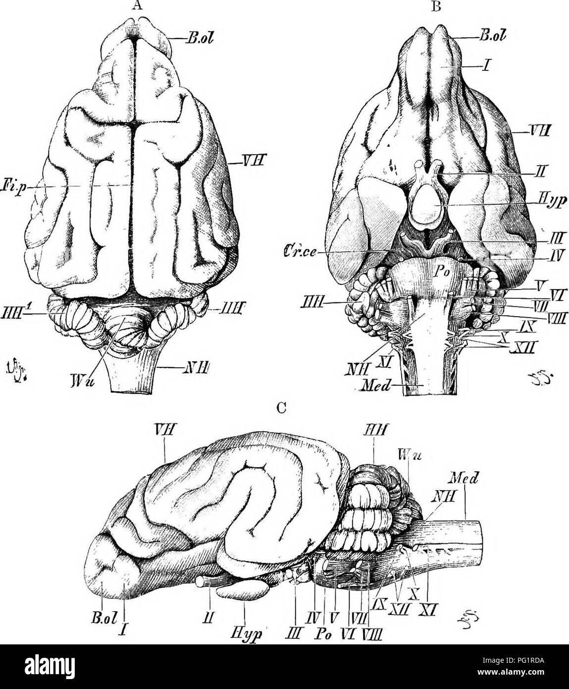 . Elements of the comparative anatomy of vertebrates. Anatomy, Comparative. THE BRAIN 175 &gt;SD thab an anterior, a posterior, and an inferior cornu can be dis- iipguished in each; the inferior cornu extends into what corresponds •io the hippocampal lobe of Reptiles (p. 168), and an eminence on its floor, known as the hip2Mcampus 7najor, is much more marked than in lower forms. The olfactory lobes, in which an olfactory. Fig. 144. -Bkain of Dog (Pointeb). (A, dorsal; B, ventral; and C, lateral view.) VB, cerebral hemispheres ; Mil, optic lobes; JIH, cerebellum, Wu, superior vermis ; JIH'^, la Stock Photo