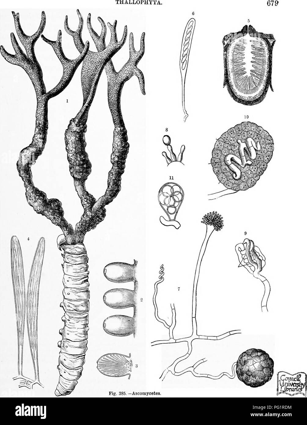 . The natural history of plants, their forms, growth, reproduction, and distribution;. Botany. THALLOPHYTA,. 1 CordycepB Taylori, a pyrenomycetous Fiirgu which attacks caterpillars; the branched antler-like stroma has developed rfrom the sclerotlum, and its lower warted portion bears the perithecia. 2 Three perithecia; enlarged. 3 a perithecium in section. * Two asci containing filamentous spores. » Vertical section of a perithecium of Xylaria Hypoxylon. 6 Ascus of same. &quot;^ Mycelium of Eurotium. bearing a conidial hypha (to riglit, above), a commencing fruit (to left), and a ripe ascus-fr Stock Photo