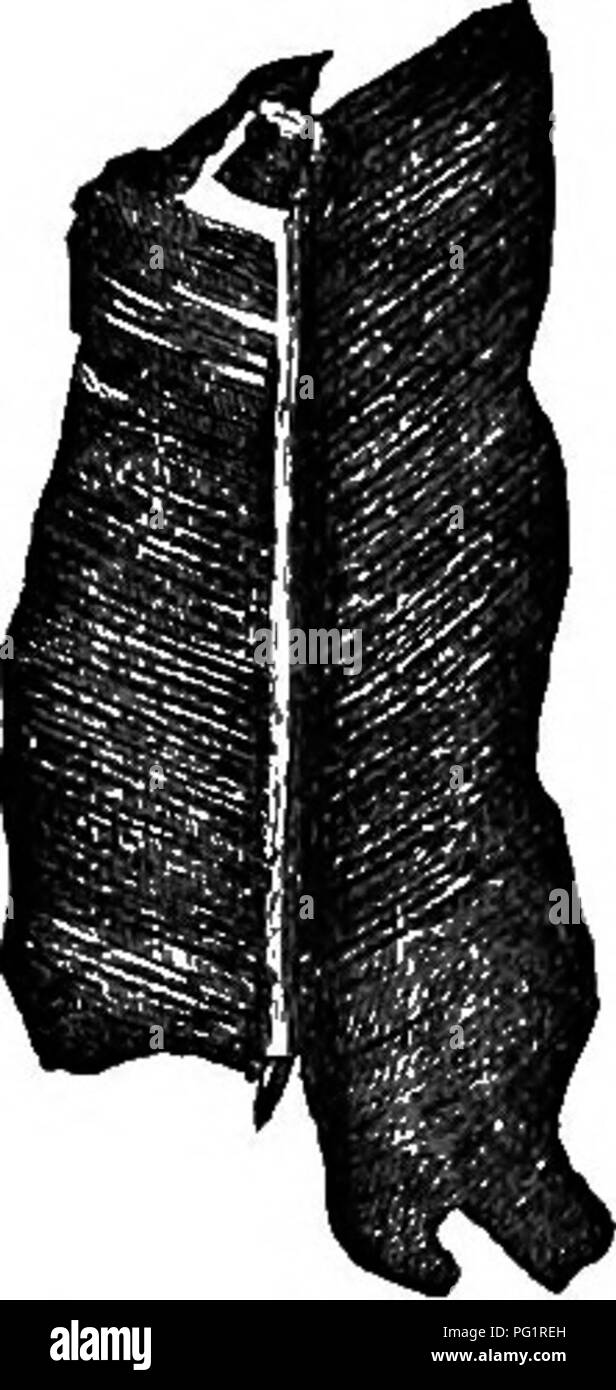 Catalogue Of The Mesozoic Plants In The Department Of Geology