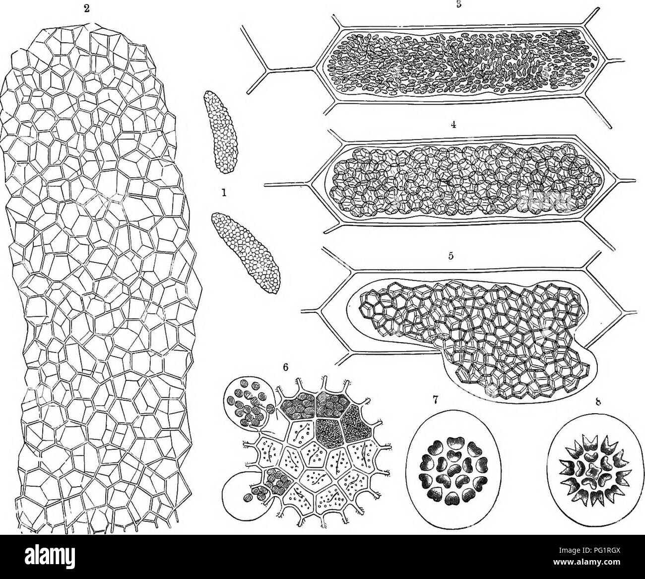 The Natural History Of Plants Their Forms Growth Reproduction And Distribution Botany 640 The Subdivisions Of The Vegetable Kingdom Hydrodictyon The Water Net Figs 370 And 370 Is A Beautiful Organism The Natural History Of Plants Their Forms Growth Reproduction And Distribution Botany 640 The Subdivisions Of The Vegetable Kingdom Hydrodictyon The Water Net Figs 370 And 370 Is A Beautiful Organism