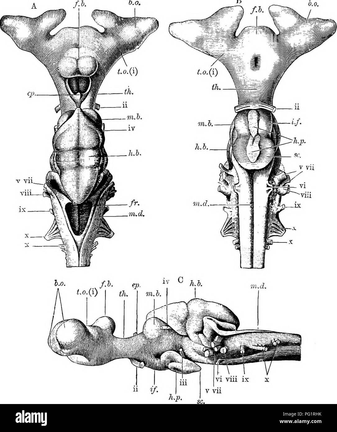 Elements of the comparative anatomy of vertebrates. Anatomy, Comparative.  160 COMPARATIVE ANATOMY f.l. 6-0. ^. Fig. 130.—Brain of Scyllium, canicula.  (A, dorsal; B, ventral; and C, lateral view. )j f.h, prosencephalon ;