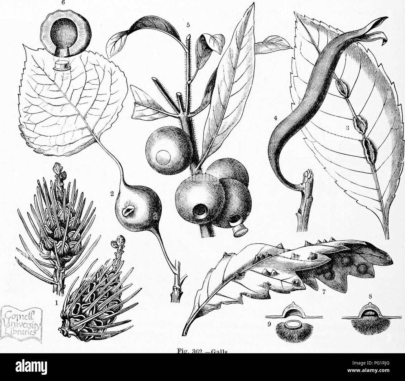 . The natural history of plants, their forms, growth, reproduction, and ...