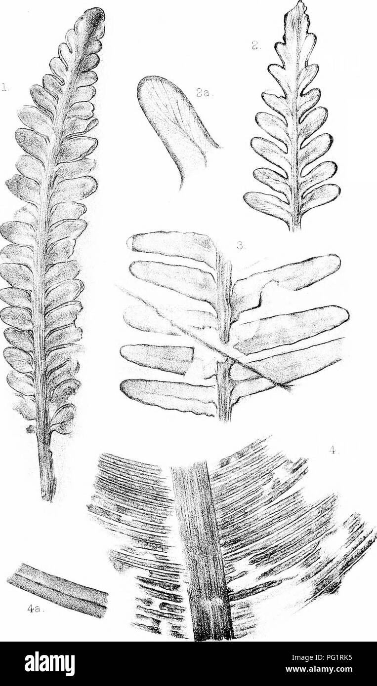 . Catalogue of the Mesozoic plants in the Department of geology, British museum (Natural history) [Part III-IV] The Jurassic flora. Paleobotany; Paleobotany. £ M.J URASSIC PLANTS Pt.II. Plate IV. G.M.V/oodward AA et litVi V/esl,&gt;!ewnioTi imp Fi(5sl-3, Thirmfeldia, 4, Cycadites.. Please note that these images are extracted from scanned page images that may have been digitally enhanced for readability - coloration and appearance of these illustrations may not perfectly resemble the original work.. British Museum (Natural History). Dept. of Geology; Seward, A. C. (Albert Charles), 1863-1941.  Stock Photo