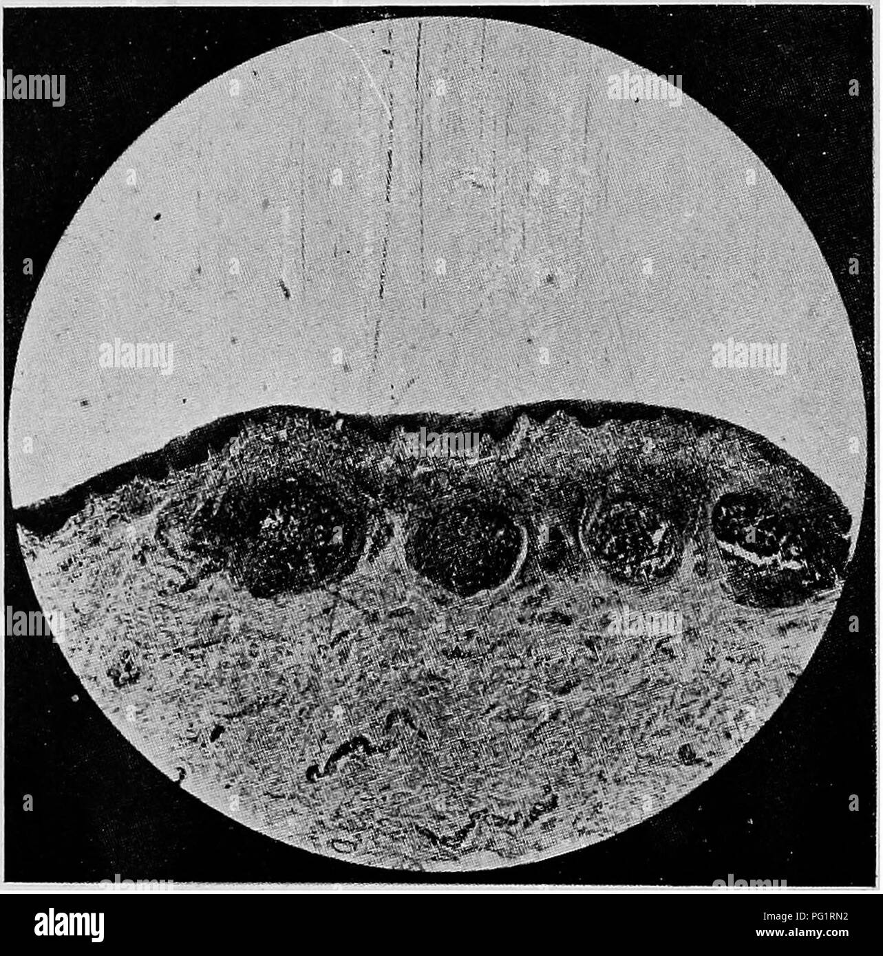 The Diseases Of The Genital Organs Of Domestic Animals Veterinary Medicine 302 Diseases Of The Genital Organs The History Of The Nodules Has Been Studied Chiefly By Thorns He Found Them