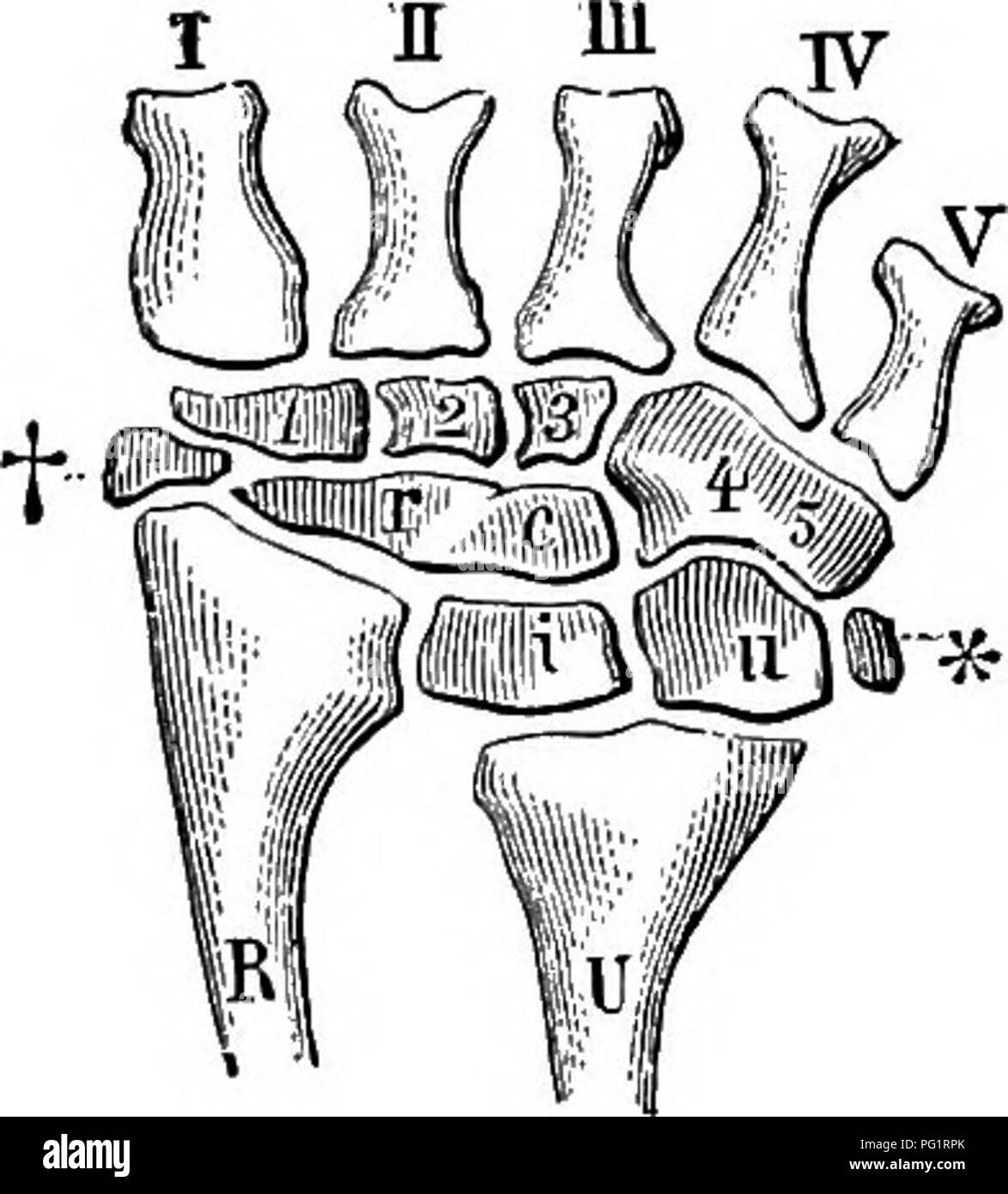. Elements of the comparative anatomy of vertebrates. Anatomy, Comparative. LIMBS 129 (Chelonians), and partly with the corresponding metatarsals (Lizards); thus there is an increasing tendency for the move- ment of the foot to take place by means of an intertarsal articula- tion, as in Birds. In Crocodiles there are two bones in the proximal row of the tarsus, one of which corresponds to a tibiale, intermedium, and centrale, the other to a fibulare. The former is spoken of as the astragalus, the latter as the calcaneum, and on it a definite heel {calcaneal process) is seen for the first time  Stock Photo