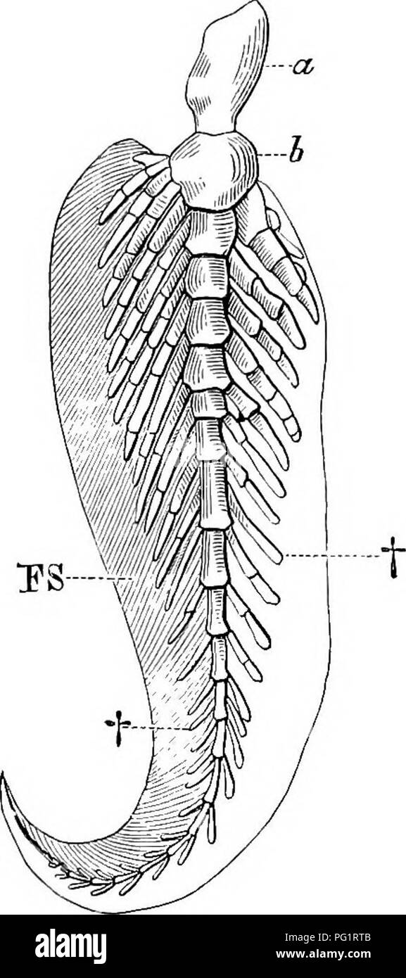 . Elements of the comparative anatomy of vertebrates. Anatomy, Comparative. 122 COMPARATIVE ANATOMY Free Limbs. Fishes and Dipnoans. In the following description the pelvic fin will be considered before the pectoral, as it hsually retains a simpler and more primitive form. ..t; ElasmobrancUi and Holocephali—The cartilaginous skeleton of the fins is the most richly segmented in these Fishes. There are usually two main elements (basalia) in the pelvic fin which articulate with the arch and with which a variable number of segmented rays (radii) are connected, the latter passing towards the periph Stock Photo