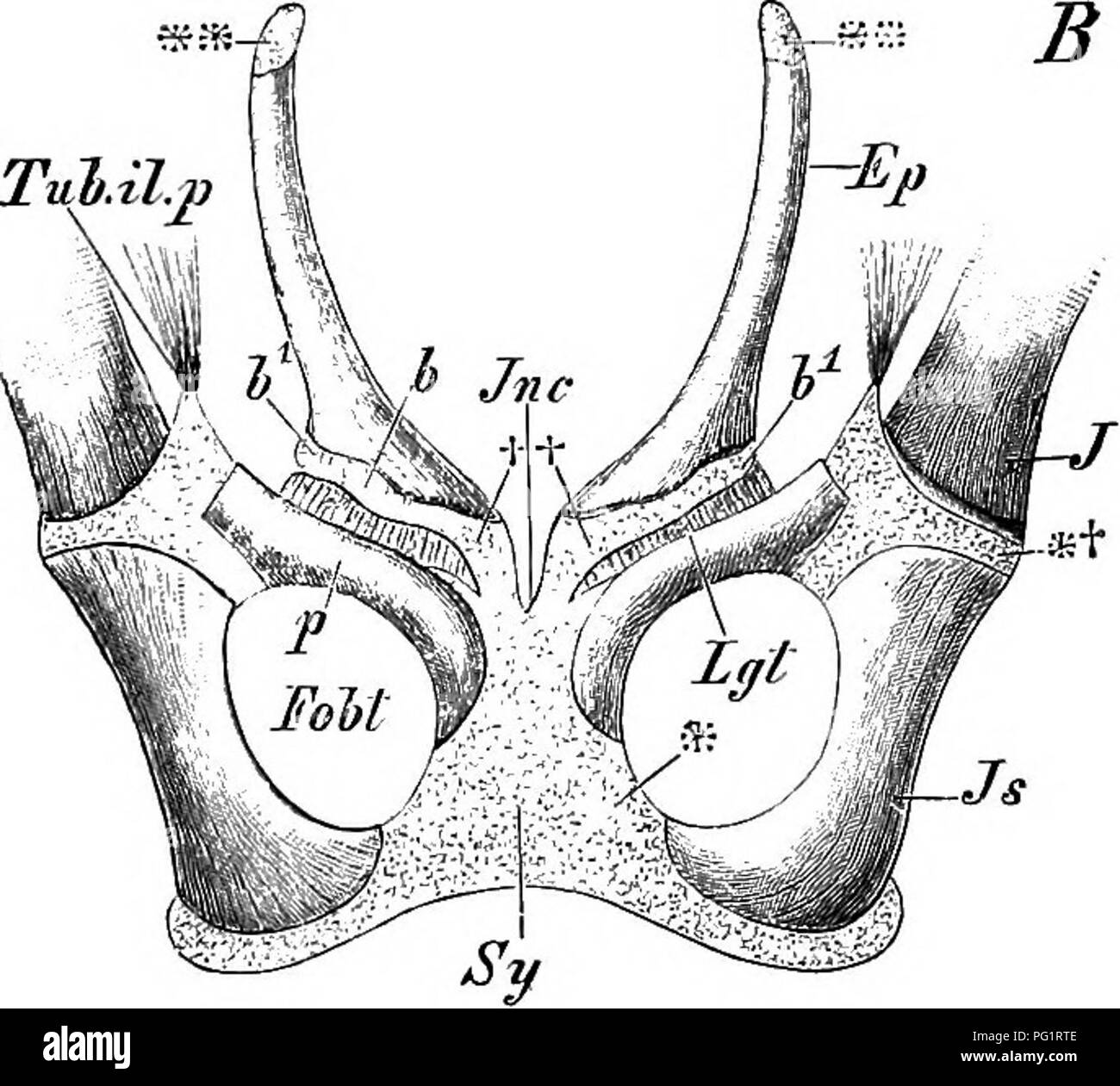 . Elements of the comparative anatomy of vertebrates. Anatomy, Comparative. TubAlp rp 7 -7. Fio. 100.—Pelvis or A, Echidna hyutrix (Adult), and B, Didelpliys azarm (FcETUS, 5-5 CM IN Length). (From the ventral side.) Ep, epipubis (&quot;marsupial bone&quot;) ; P, pubis; Sy, ischiopubic symphysis; Js, ischium ; /, ilium ; Foht, obturator foramen ; Tuh.il.p, ilio-peotineal tubercle ; Lg and Lgt, ligament between the pubis and epipubis ; **, cartilaginous apophysis at the anterior end of the epipubis. In Fig. A, +*, +, ++, ilio- and ischio-pubic sutures ; Z, process on the anterior border of the  Stock Photo