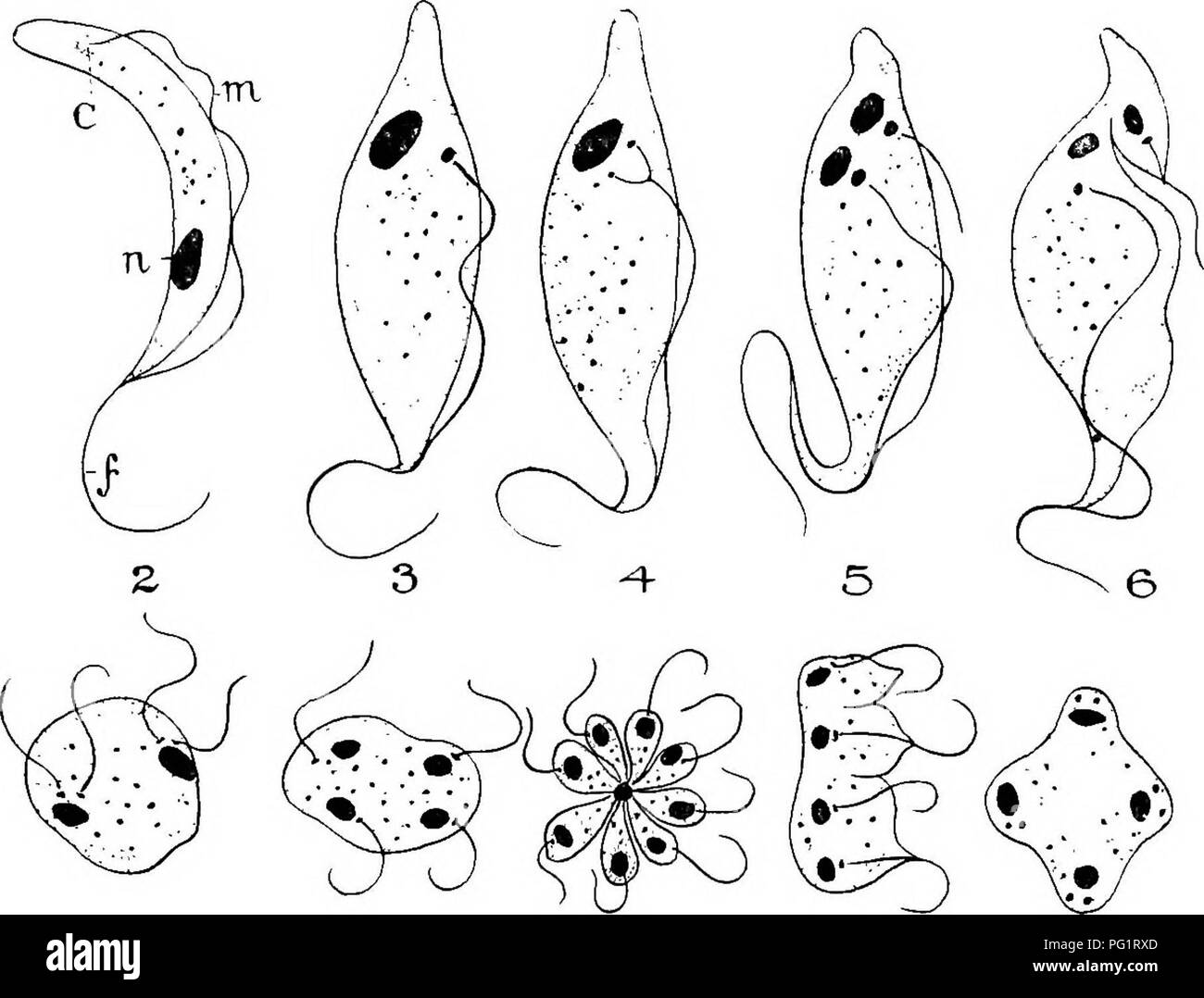 The Pathology And Differential Diagnosis Of Infectious Diseases Of Animals Prepared For Students And Practitioners Of Veterinary Medicine Veterinary Medicine Communicable Diseases In Animals Trypanosoma 357 Observe Conjugation The