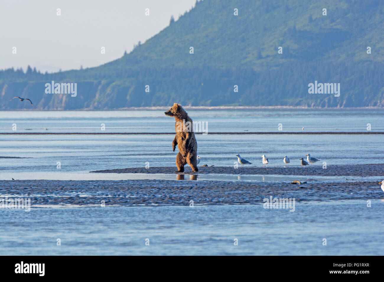 Grizzly standing to check out his surroundings in Hallo Bay in Katmai ...