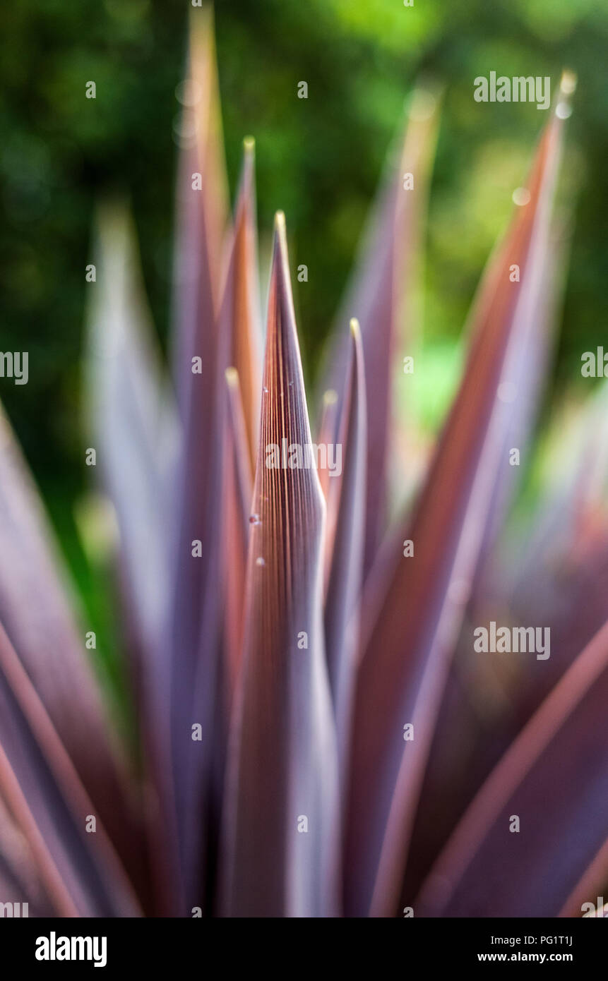 Yellow flowers new zealand native hires stock photography and images