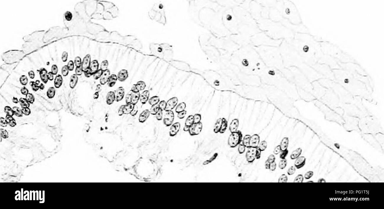 Natural History Of The American Lobster Decapoda Crustacea Lobster Fisheries Rf I I Fi C V Quot 1 Sss X V A Quot Lt A A Sa A Fig 3 Fig I Apart Of Section Parallel To Long Axis