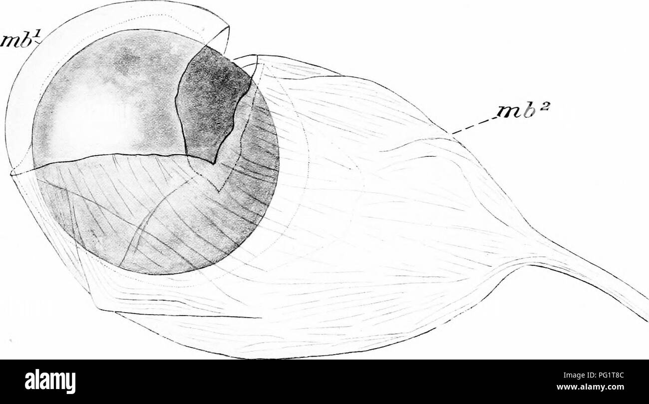 . Natural history of the American lobster... Decapoda (Crustacea); Lobster fisheries. Fifi. J. Fig. I.—Immature ovary of lobster with abnormal ring on left anterior lobe for transmission cf left antennal artery {ani. art) H, heart. Fig. 2.—Reproductive organs from right side of male, dissected to show sperm duct, and spcrmatophore (Spli) pressed from slit made in its side. p. s, gl. s, sp. mu^ duct, ejac, proximal segment, glandular segment, spnincter muscle, and ductus ejaculator- ius of vas deferens: pap, papilla for opening of duct on coxa of fifth pereiopod. Fig. 3.—Transverse section (in  Stock Photo