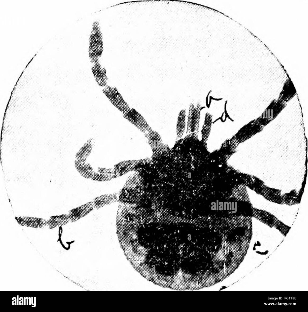 . Animal parasites and parasitic diseases . Domestic animals; Veterinary medicine. 76 PARASITOI.OGV. tus. The dorsal shield is slightly smaller, aiid is light in color ; the palpi are short. In the male the dorsal shield covers the entire dorsal surface. The free extremity of the leg is provided with two hook- lets and a fan-shaped organ, instead of the globule shaped apparatus, as in the species Annulatus. Condition Produced.—They carry the protozoa pro- ducing fever as Boophilus Annulatus does in the United States. 'H^ERiNrACENTOR Electus I Derma—skin ; kentes's—puncture). Syno/tytns.—Dog ti Stock Photo