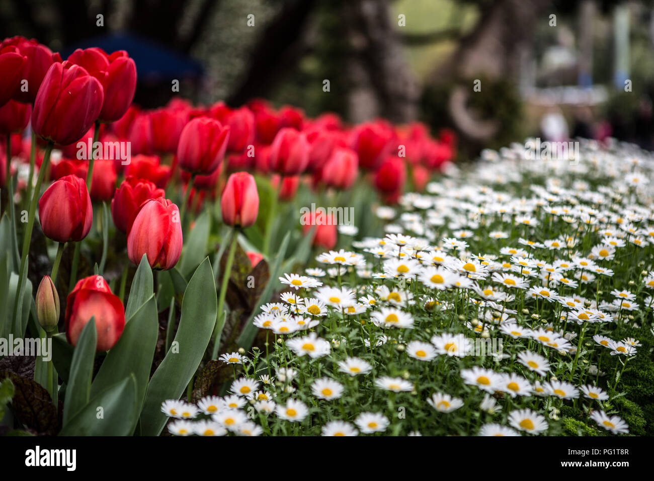 Yellow Flowers New Zealand Native High Resolution Stock Photography and