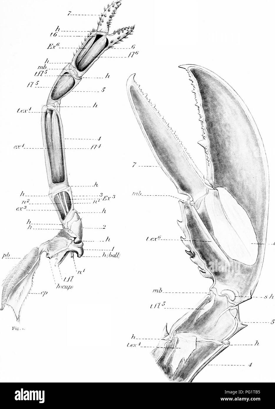 . Natural history of the American lobster... Decapoda (Crustacea); Lobster fisheries. Bui.1. U. S. B. F., 1909. Plate XLL. jm Fig. .. Fig. I.—Left second pereiopod from anterior or upper side, partly dissected to show the relations of muscles and tendons in the principal segments; hinges (A) and nerves (re^ and v?-) are indicated; and extensor and flexor m.uscles {ex, ft.) are numbered to correspond to segments of origin. Fig. 2.—SheU of right toothed forceps in sectional view from above, to show tendons crossing distal joints, s h, lower sliding hinge, from inside; mb, interarticular membrane Stock Photo