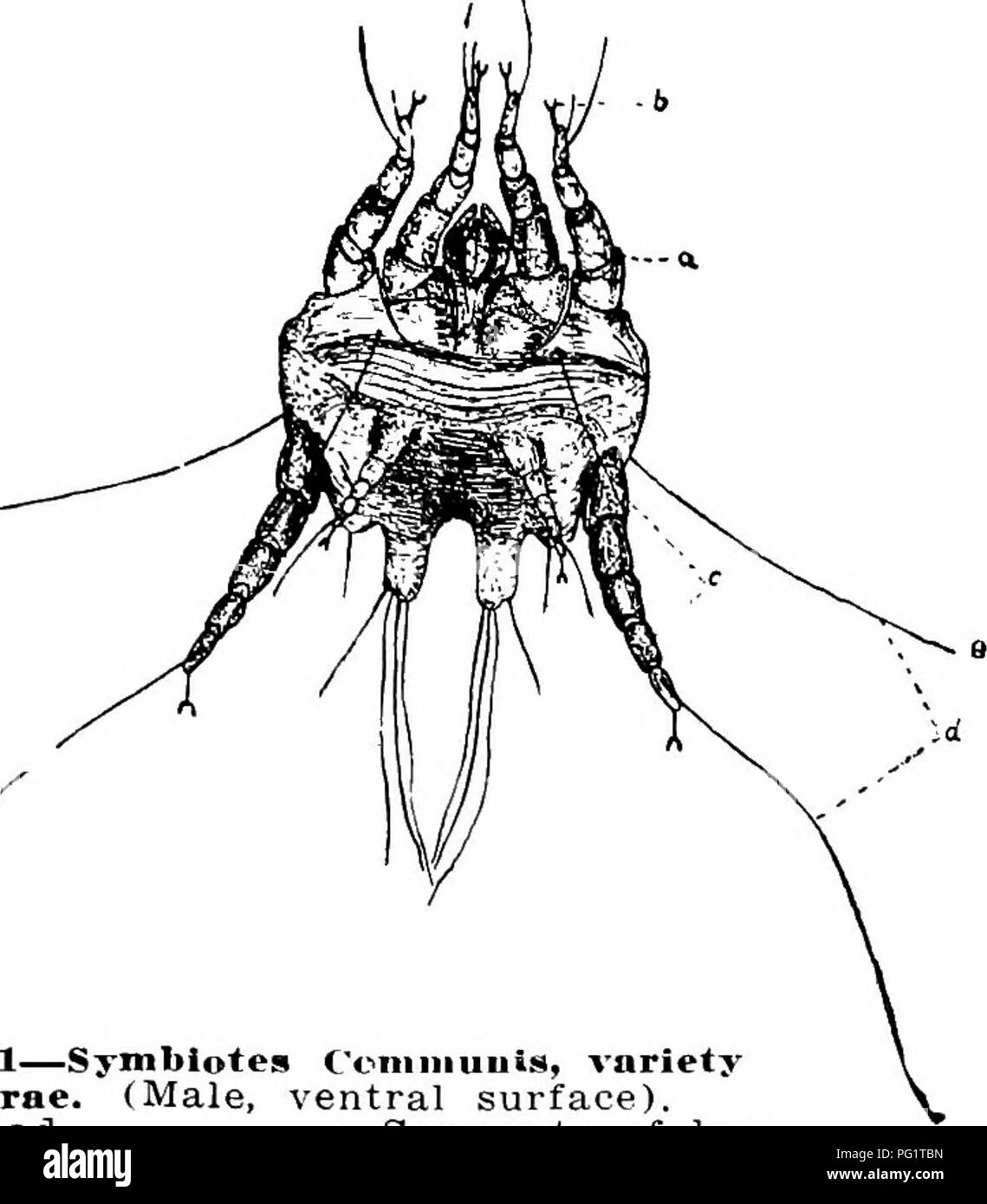 . Animal parasites and parasitic diseases . Domestic animals; Veterinary medicine. Plate Ilia.. Fig. 1—Symbiotes Ceniniuuis, variety Caprae. (Male, ventral surface). a. Head. c, Segments of legs. b, Ambulacrum. d, Bristles of hairs.. Please note that these images are extracted from scanned page images that may have been digitally enhanced for readability - coloration and appearance of these illustrations may not perfectly resemble the original work.. Kaupp, Benjamin Franklyn, 1874-. Chicago : A. Eger Stock Photo
