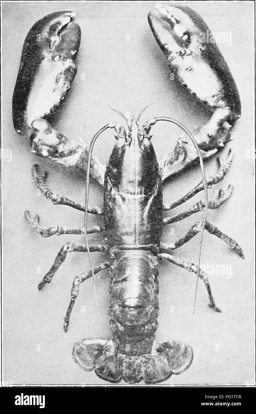 . Natural history of the American lobster... Decapoda (Crustacea); Lobster fisheries. Bull. U. S. B. F., 1909. Plate XXIX.. Male lobster (Homarus gammarus) with symmetrical claws, and both of crusher type. The first specimen of the kind, living under natural conditions, to be definitely recorded. For figure of lobster with both claws of toothed type see no. 140 of bibliography, pi. 14. Stromness, Orkney Islands;- weight, 4 pounds 10 ounces. Reproduced from photograph by Dr. W. T. Caiman.. Please note that these images are extracted from scanned page images that may have been digitally enhanced Stock Photo