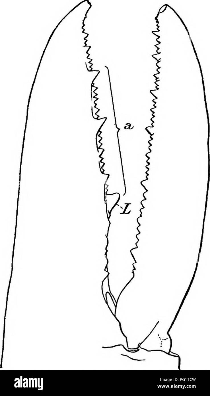 Natural History Of The American Lobster Decapoda