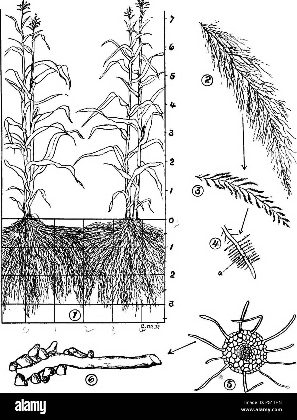 Corn root cross section Black and White Stock Photos & Images Alamy