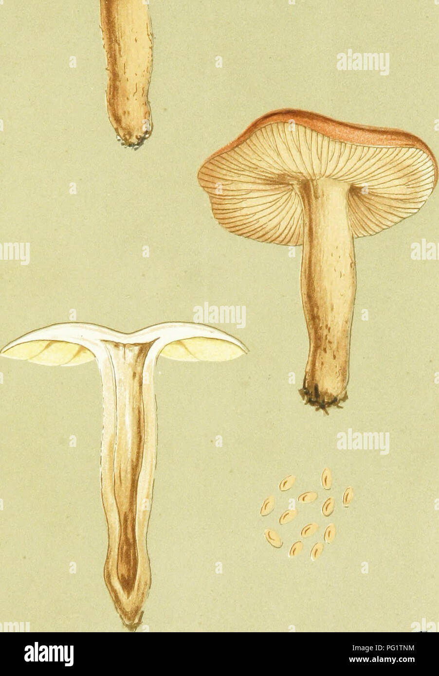 . Illustrations of British Fungi (Hymenomycetes) to serve as an atlas to the &quot;Handbook of British fungi&quot;. Fungi; Botany. W.G.S. ^ff f,' AGARICUS (FLAMMULA) CLITOPILUS. Cooke if Smith, amongst firs. Stonehouae, Gloucester. Nov. 1867.. Please note that these images are extracted from scanned page images that may have been digitally enhanced for readability - coloration and appearance of these illustrations may not perfectly resemble the original work.. Cooke, M. C. (Mordecai Cubitt), b. 1825; Cooke, M. C. (Mordecai Cubitt), b. 1825. Handbook of British fungi. London, Williams and Norga Stock Photo