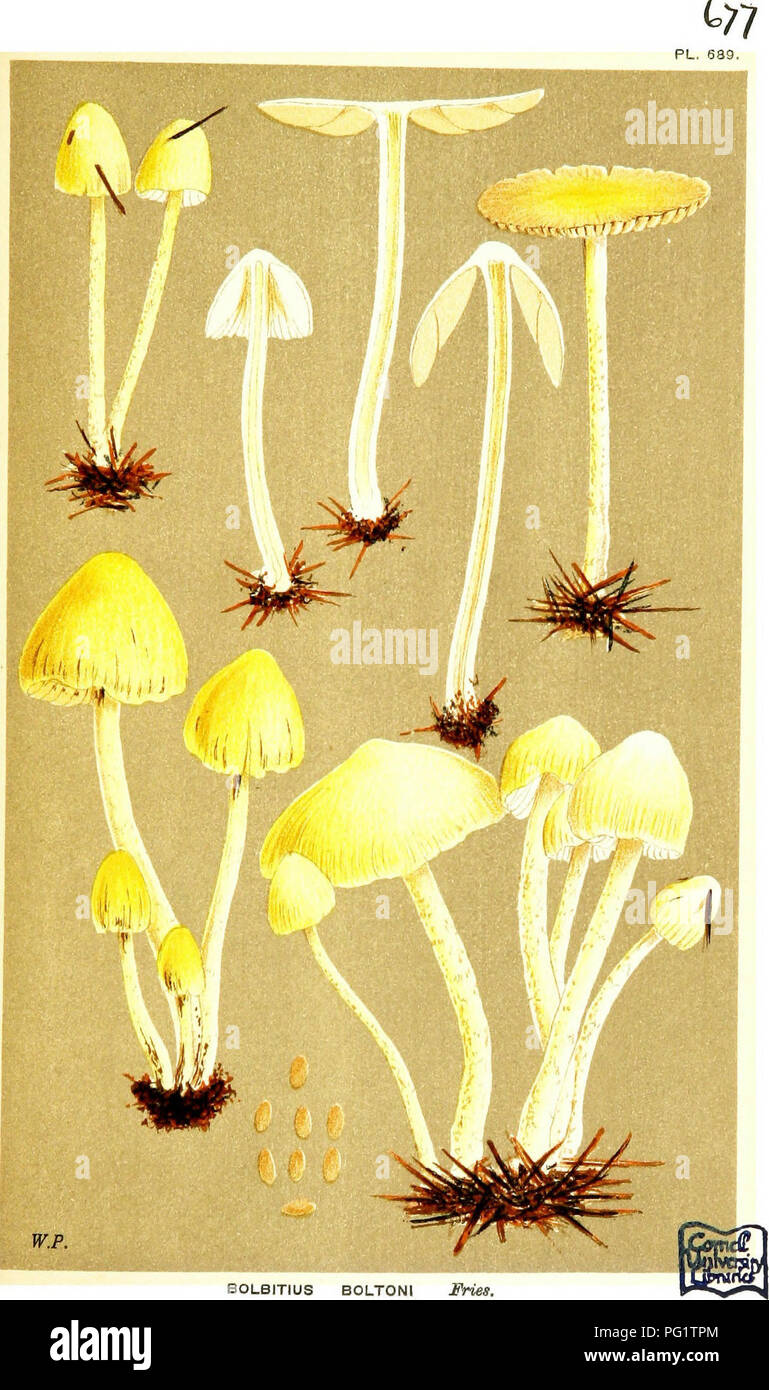 . Illustrations of British Fungi (Hymenomycetes) to serve as an atlas to the &quot;Handbook of British fungi&quot;. Fungi; Botany. BOLBITIUS BOLTON! JWe*. on dkmg heaps. Meole. Jane, 1879.. Please note that these images are extracted from scanned page images that may have been digitally enhanced for readability - coloration and appearance of these illustrations may not perfectly resemble the original work.. Cooke, M. C. (Mordecai Cubitt), b. 1825; Cooke, M. C. (Mordecai Cubitt), b. 1825. Handbook of British fungi. London, Williams and Norgate Stock Photo
