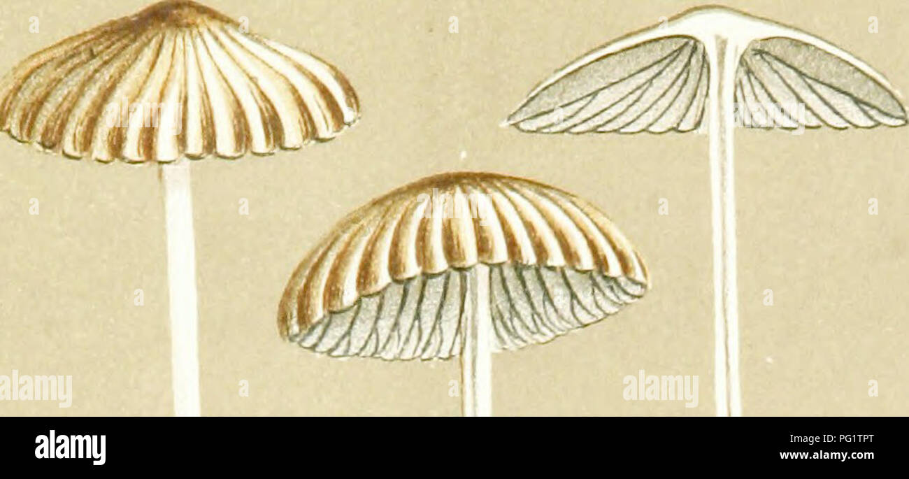 . Illustrations of British Fungi (Hymenomycetes) to serve as an atlas to the &quot;Handbook of British fungi&quot;. Fungi; Botany. PL 687.. diii ^^^^ B COPRINUS HEMEROBIUS. iy roadsides. X 3 y V ^ Frits. # itf./.B. COPRINUS PLATYPUS Berk. onpalm sheath in stove.. Please note that these images are extracted from scanned page images that may have been digitally enhanced for readability - coloration and appearance of these illustrations may not perfectly resemble the original work.. Cooke, M. C. (Mordecai Cubitt), b. 1825; Cooke, M. C. (Mordecai Cubitt), b. 1825. Handbook of British fungi. London Stock Photo