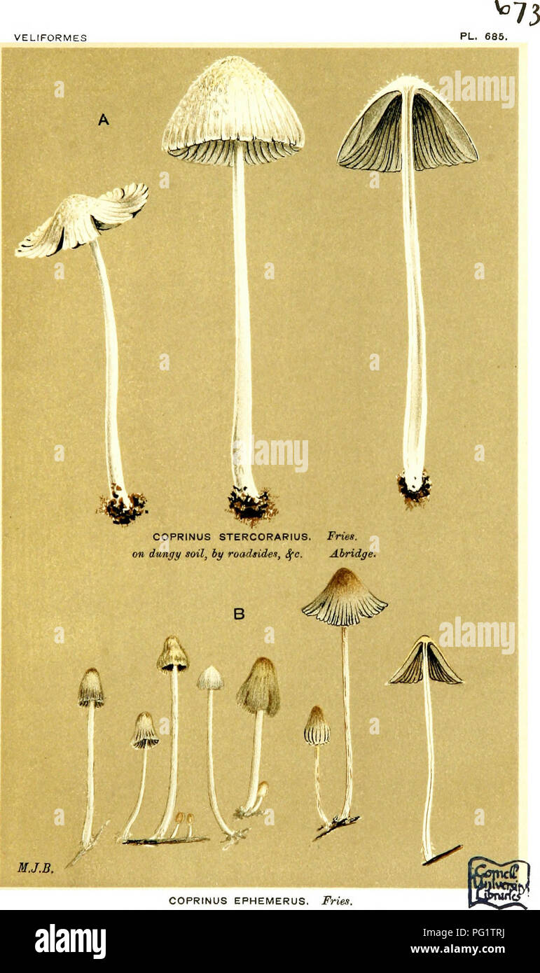 . Illustrations of British Fungi (Hymenomycetes) to serve as an atlas to the &quot;Handbook of British fungi&quot;. Fungi; Botany. VELIFORMES MJ.B.. COPRINUS EPHEMERUS. Fries, on dunghills, and by roadsides. King's CUffe.. Please note that these images are extracted from scanned page images that may have been digitally enhanced for readability - coloration and appearance of these illustrations may not perfectly resemble the original work.. Cooke, M. C. (Mordecai Cubitt), b. 1825; Cooke, M. C. (Mordecai Cubitt), b. 1825. Handbook of British fungi. London, Williams and Norgate Stock Photo