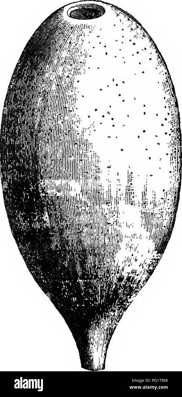 . The natural history of plants. Botany. 308 NATURAL HISTORY OF PLANTS. African ; it has pointed or acuminate stipules, free or little connate, and a coriaceous fruit, turbinate at the base, often nearly fusiform. The seminal envelope is slightly fibrous. It is so also in the true American Genipas, whose corolla is hairy at the throat and the Genipa {Gardenia) Thmhtrgia-. Please note that these images are extracted from scanned page images that may have been digitally enhanced for readability - coloration and appearance of these illustrations may not perfectly resemble the original work.. Bail Stock Photo