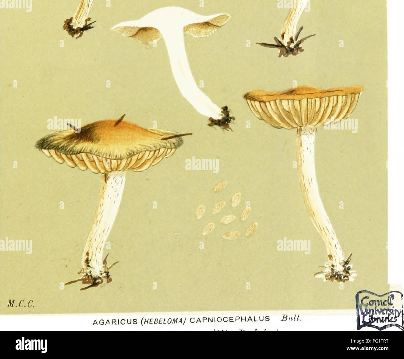 . Illustrations of British Fungi (Hymenomycetes) to serve as an atlas to the &quot;Handbook of British fungi&quot;. Fungi; Botany. / *'4 ,  ^mxmv,. ,. AGARICUS (HEBELOMA) CAPNIOCEPHALUS £&gt;M. aiiion;/^/ piiK- Imri-.s. Ciliiv.s Berkeley). Please note that these images are extracted from scanned page images that may have been digitally enhanced for readability - coloration and appearance of these illustrations may not perfectly resemble the original work.. Cooke, M. C. (Mordecai Cubitt), b. 1825; Cooke, M. C. (Mordecai Cubitt), b. 1825. Handbook of British fungi. London, Williams and Norgate Stock Photo