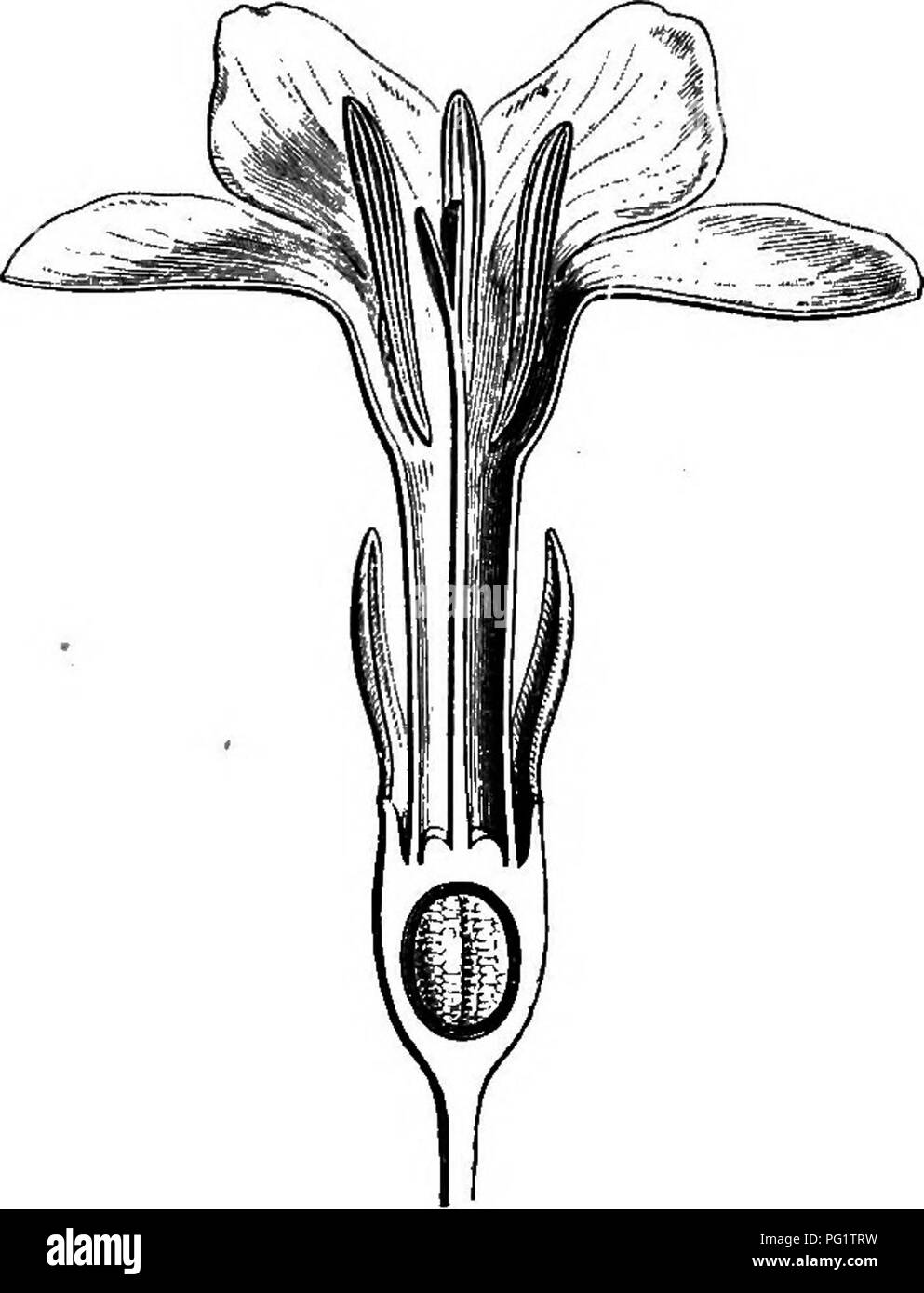 . The natural history of plants. Botany. Fig. 297. Flower ®. Fig. 298. Long. sect, of flower. The leaves are opposite, very rarely verticillate, accompanied by intrapetiolar stipules most frequently connate in a sheath. The flowers,^ varying much in appearance, are rarely terminal, and more generally axillary, solitary or in cymes, with longer or shorter pedicels or even none. In the Genipas named Griffithia,^ often spinous or climbing, the flowers, small in figure, are in coryinbiform cymes, and the tube of the hypocrateriform corolla is generally longer than the lobes. They are plants of tro Stock Photo