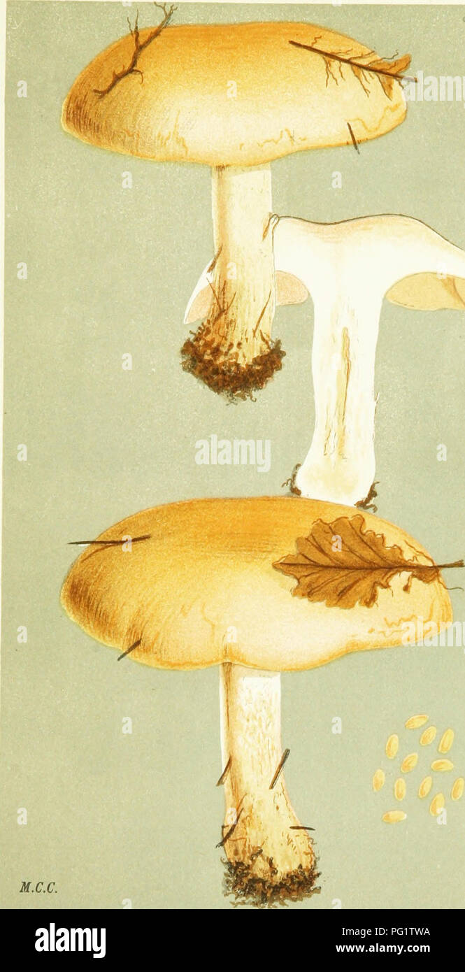 . Illustrations of British Fungi (Hymenomycetes) to serve as an atlas to the &quot;Handbook of British fungi&quot;. Fungi; Botany. OERMINI.. PI Krv? udour itroiiri M.C.C. AGARICUS (HEBELOMA) CRUSTULINIFORMIS. Bull, on the ground. Ab-esford, Hants. Sept. 1878.. Please note that these images are extracted from scanned page images that may have been digitally enhanced for readability - coloration and appearance of these illustrations may not perfectly resemble the original work.. Cooke, M. C. (Mordecai Cubitt), b. 1825; Cooke, M. C. (Mordecai Cubitt), b. 1825. Handbook of British fungi. London, W Stock Photo