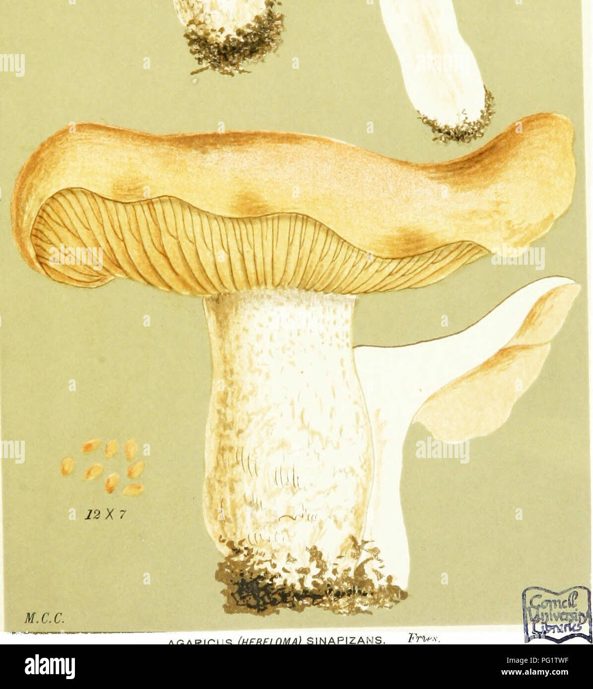 . Illustrations of British Fungi (Hymenomycetes) to serve as an atlas to the &quot;Handbook of British fungi&quot;. Fungi; Botany. 4- V ^. M.C.C. AGARICUS (HEBELOMA) SINAPIZANS. ?&gt;»'•* on flic i/roHnii. MaHixhaU. Oct., 1883.. Please note that these images are extracted from scanned page images that may have been digitally enhanced for readability - coloration and appearance of these illustrations may not perfectly resemble the original work.. Cooke, M. C. (Mordecai Cubitt), b. 1825; Cooke, M. C. (Mordecai Cubitt), b. 1825. Handbook of British fungi. London, Williams and Norgate Stock Photo