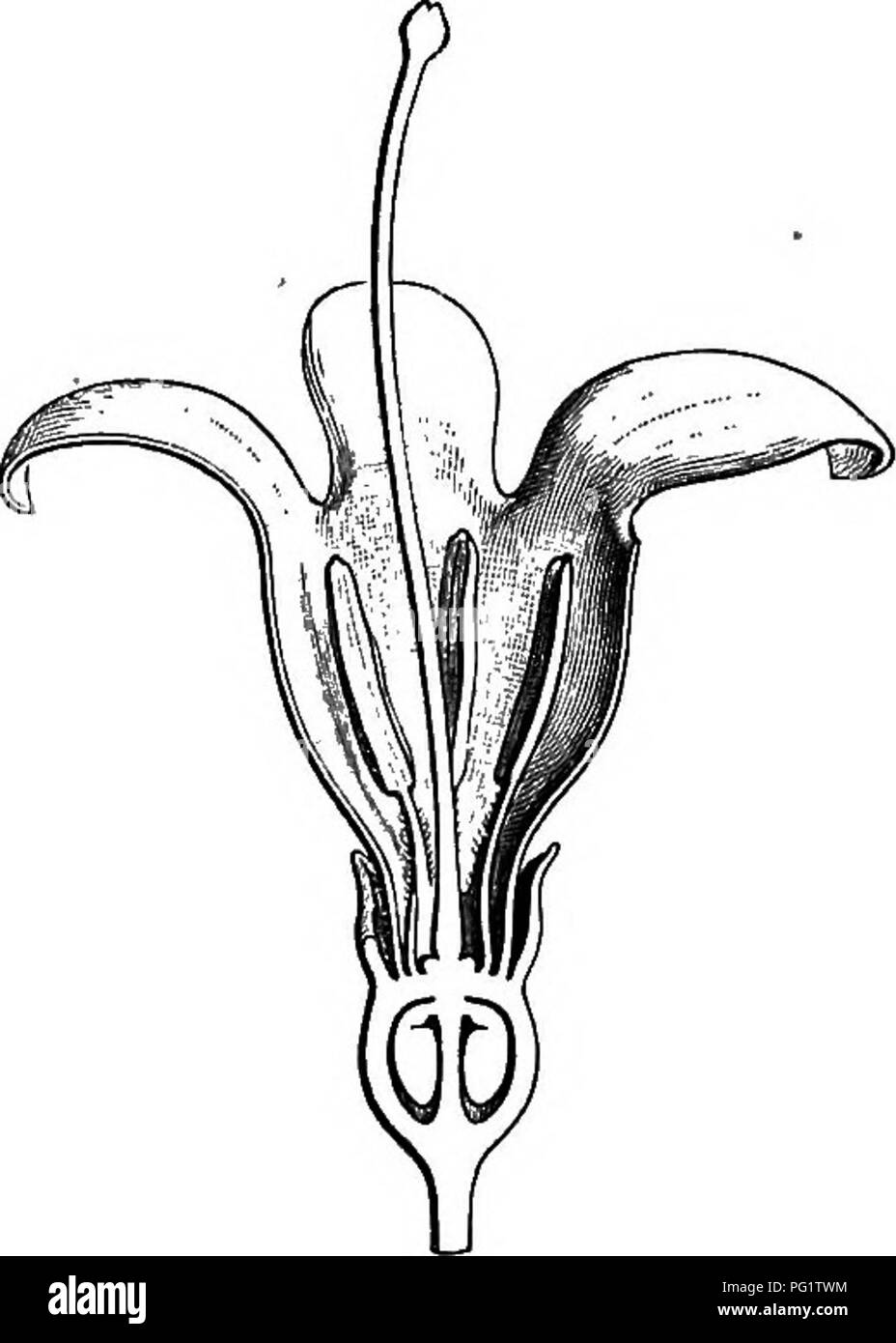 . The natural history of plants. Botany. Fig. 283. Flower. Fig. 282. Bud (?). Fig. 285. Long. sect, of flower. a short dentate calyx and a funnel- or bell-shaped corolla, the limb of which is divided into five lobes ^ marginally imbricate in the bud. The stamens, epigynous, are scarcely united with the base of the ' p. Br. Jam. 174.—L. Gen. n. 231.—GriEBTN. Fr.i. 125, t.26.—Lamk. III. t. 160.—Rich. JJaJ. 106.—DC. Prodr. iv. 482 (§ i.).-Spach, Suit, d £uffon, Yiji. 437.—Ekdl. Gm. n. 3167.—B.H. Gen. ii. 106, n. 211.—H. Bs. Bull. See. Linn. Par. 182.—?Marffaris DC. Prodr. iv. i83.Desolcea Sess.  Stock Photo