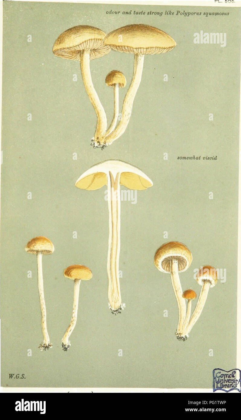 . Illustrations of British Fungi (Hymenomycetes) to serve as an atlas to the &quot;Handbook of British fungi&quot;. Fungi; Botany. DERMINI. 4f^ odour and taste strong like Folyporus squamosus. AGARICUS (J/f«fiO*&gt;j) SUBCOLLARIATUS. B. ^ Br. (vwriety). grassy roadsides afterr rain. Stoke Newington, May, 1871.. Please note that these images are extracted from scanned page images that may have been digitally enhanced for readability - coloration and appearance of these illustrations may not perfectly resemble the original work.. Cooke, M. C. (Mordecai Cubitt), b. 1825; Cooke, M. C. (Mordecai Cu Stock Photo