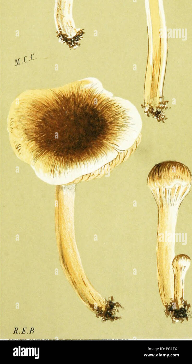 . Illustrations of British Fungi (Hymenomycetes) to serve as an atlas to the &quot;Handbook of British fungi&quot;. Fungi; Botany. PL. 4-- 4*'. AGARICUS (HEBELOMA) MESOPH/EUS, Frw. on the i/rouiul. Vinmore, tSfc Sept., 1883. X. Please note that these images are extracted from scanned page images that may have been digitally enhanced for readability - coloration and appearance of these illustrations may not perfectly resemble the original work.. Cooke, M. C. (Mordecai Cubitt), b. 1825; Cooke, M. C. (Mordecai Cubitt), b. 1825. Handbook of British fungi. London, Williams and Norgate Stock Photo