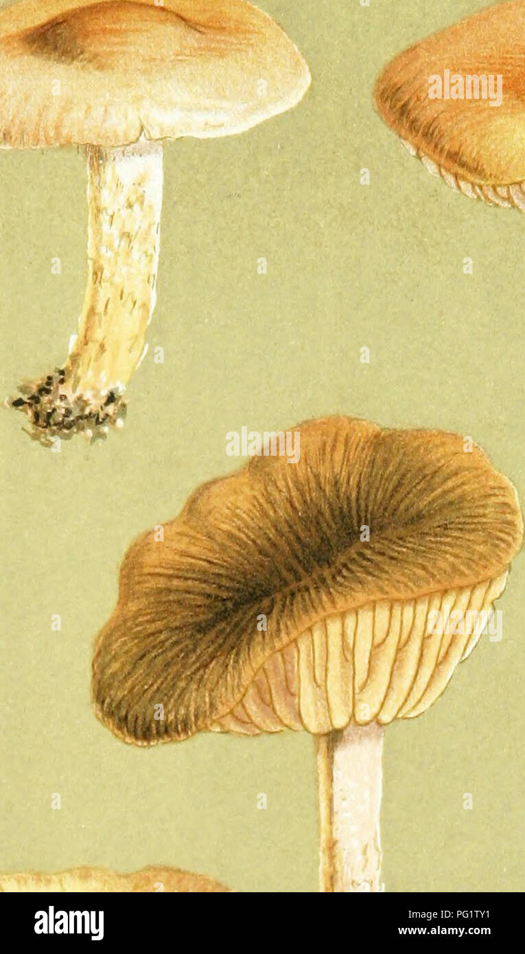 . Illustrations of British Fungi (Hymenomycetes) to serve as an atlas to the &quot;Handbook of British fungi&quot;. Fungi; Botany. DERMINI. PL. 409. %â ,. â¢9 iOX.5 R.E.B. 'tA^ AGARICUS (HEBELOMA) FIRMUS. Pers un Ihe uniind. Siblertqft. Fi'h S, m2-. Please note that these images are extracted from scanned page images that may have been digitally enhanced for readability - coloration and appearance of these illustrations may not perfectly resemble the original work.. Cooke, M. C. (Mordecai Cubitt), b. 1825; Cooke, M. C. (Mordecai Cubitt), b. 1825. Handbook of British fungi. London, Williams a Stock Photo
